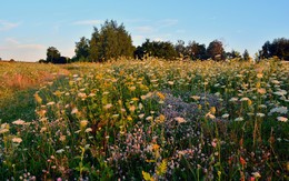 morning flowers / ***