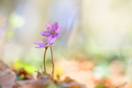 &nbsp; / rosa Leberblümchen
