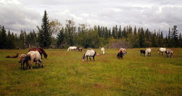 By grazing in the meadow ... / ***
