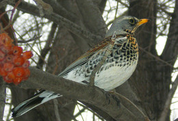 Thrush Fieldfare / ***