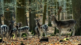 Meeting in the woods / ***