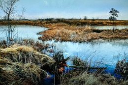 &nbsp; / Gde zhivut bobry