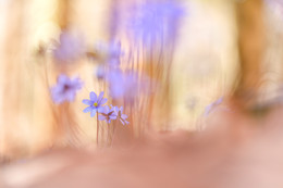 &nbsp; / im Leberblümchenwald