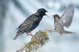 Starling vs. House sparrow / ***