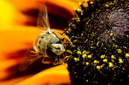 Macro / ***