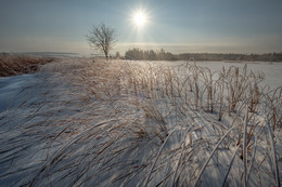 Frozen swamp / ***