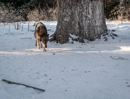 Meeting in the woods / ***