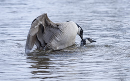 &nbsp; / Canada goose