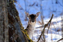 Pashkevich68 / Pashkevich68