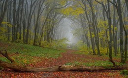 The road to autumn / ***