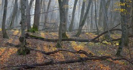 morning in the autumn forest / ***