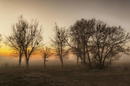 Morning / ***