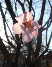 Blossomed almond / ***