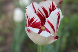 Tulips / ***