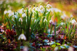 Harbingers of spring / ***