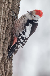 Middle spotted woodpecker / ***