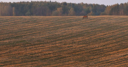 In the field / ***