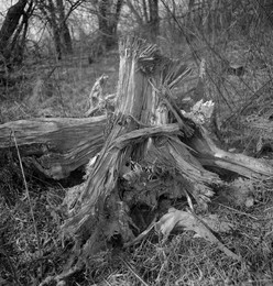 Old stump / ***