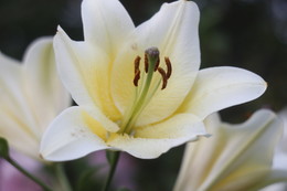 Lilii / ***