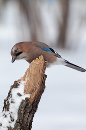 Jay / ***