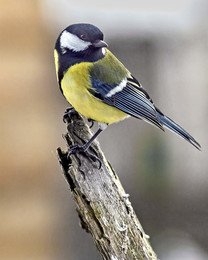Big Tit / ***