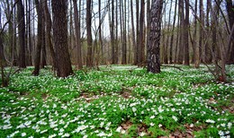 In the April woods / ***
