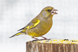 Yellow Wagtail / ***