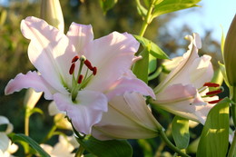 Lilii / ***