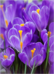 Crocuses / ***