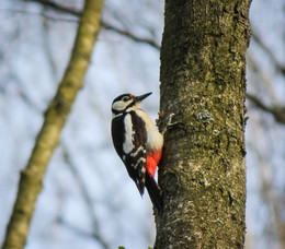 Great Spotted Woodpecker / ***