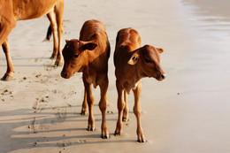 &nbsp; / Cows of India. The state of Goa. India.