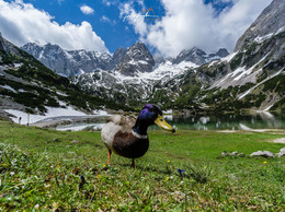 &quot;Unter Beobachtung&quot; / ... während einer Wanderung in den Tiroler Alpen in Österreich.