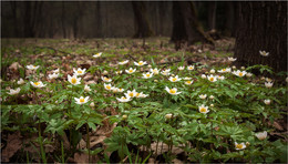 Primroses / ***