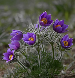 Pasque-flower / ***