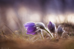 Tenderness / ***