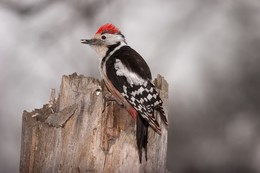 Middle spotted woodpecker / ***