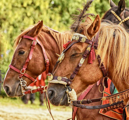 horses / ***