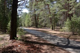 In a pine forest / ***