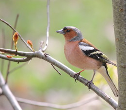 Finch / ***