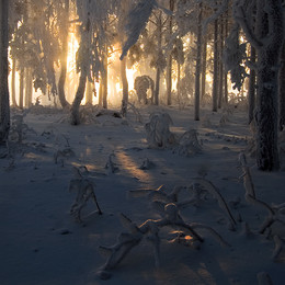 The Scarlet Flower / ***