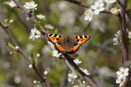 Butterfly urticaria / ***