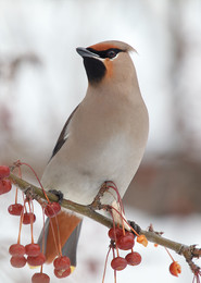waxwing / ***