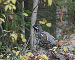 grouse / ***