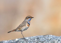 Bluethroat / .....