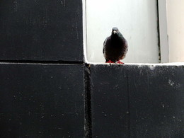 &nbsp; / 2018-04-25-39-C00-100(80)