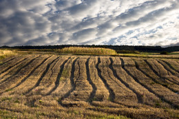 After harvest / ***