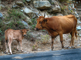 House in the village. / ***
