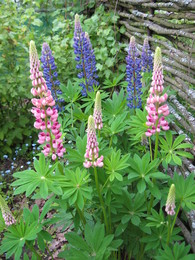 Lupins / ***