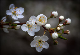 Cherry-plum / ***