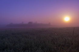 Purple haze / ***